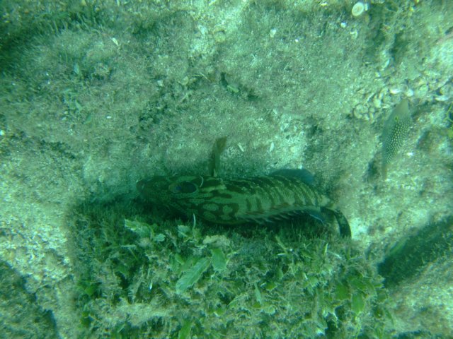 dscf0219.jpg