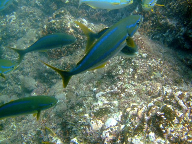 dscf0390.jpg
