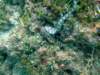 dscf0451_small.jpg