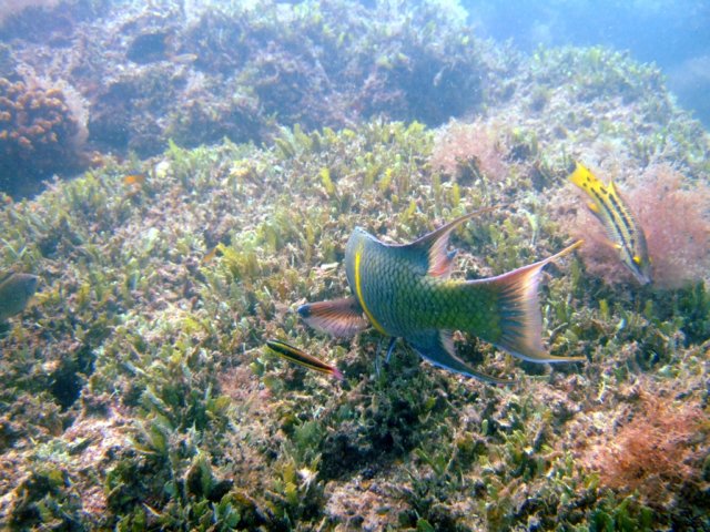 dscf0453.jpg