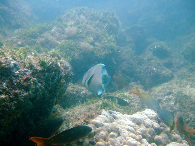 dscf0455.jpg