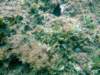 dscf0461_small.jpg