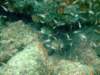 dscf0469_small.jpg