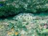 dscf0487_small.jpg