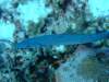 dscf7553_small.jpg