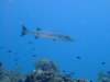 dscf7554_small.jpg