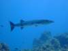 dscf7555_small.jpg