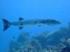 dscf7556_small.jpg