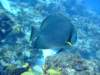 dscf7572_small.jpg