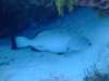 grouper2_small.jpg