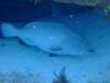 grouper_small.jpg