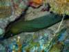 morayeel_small.jpg