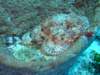 scorpionfish2_small.jpg
