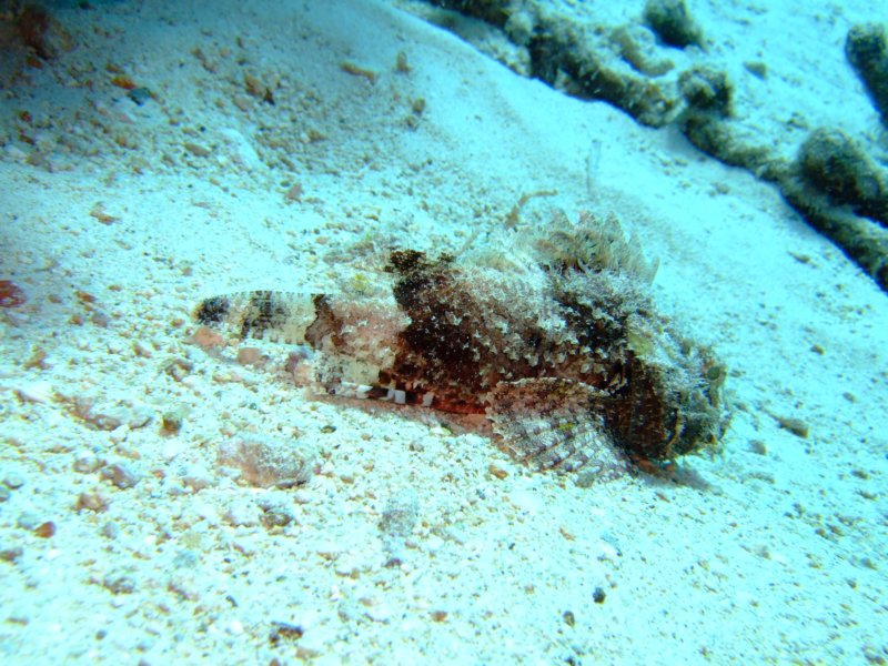 scorpionfish4.jpg