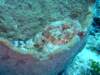 scorpionfish_small.jpg