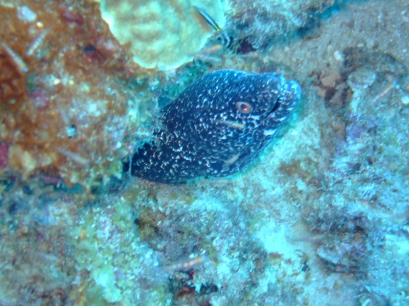 spottedmoray.jpg