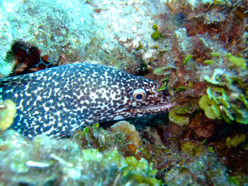 spottedmoray3.jpg
