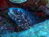spottedmoray5_small.jpg