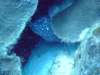 spottedmoray6_small.jpg
