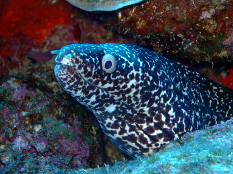 spottedmorayeel.jpg