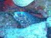 spottedmorayeel2_small.jpg