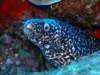 spottedmorayeel_small.jpg