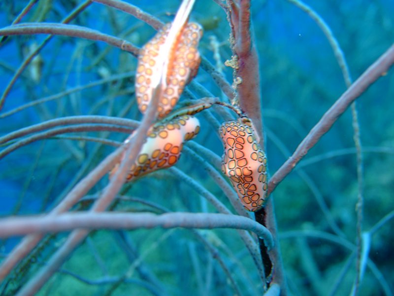 dscf6618.jpg