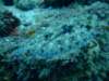 peacockflounder4_small.jpg