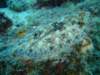 peacockflounder5_small.jpg