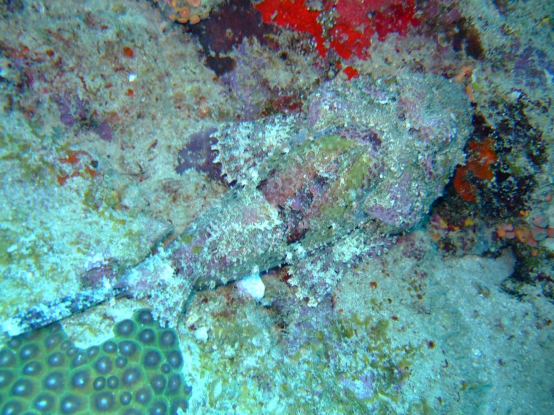 scorpionfish2.jpg