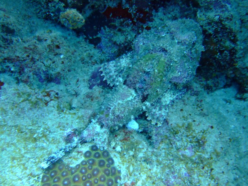 scorpionfish3.jpg