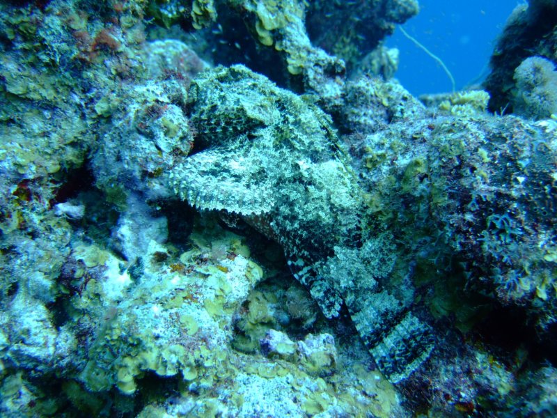 scorpionfish4.jpg