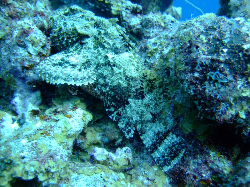 scorpionfish5.jpg