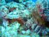 scorpionfish6_small.jpg