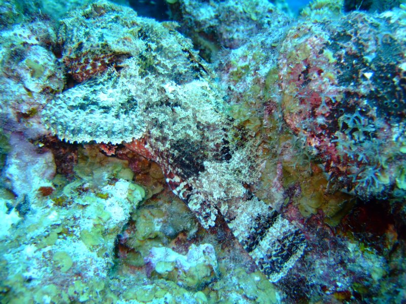 scorpionfish7.jpg