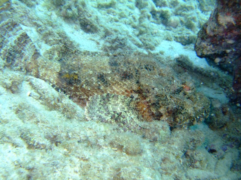 scorpionfish8.jpg