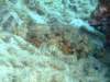 scorpionfish8_small.jpg