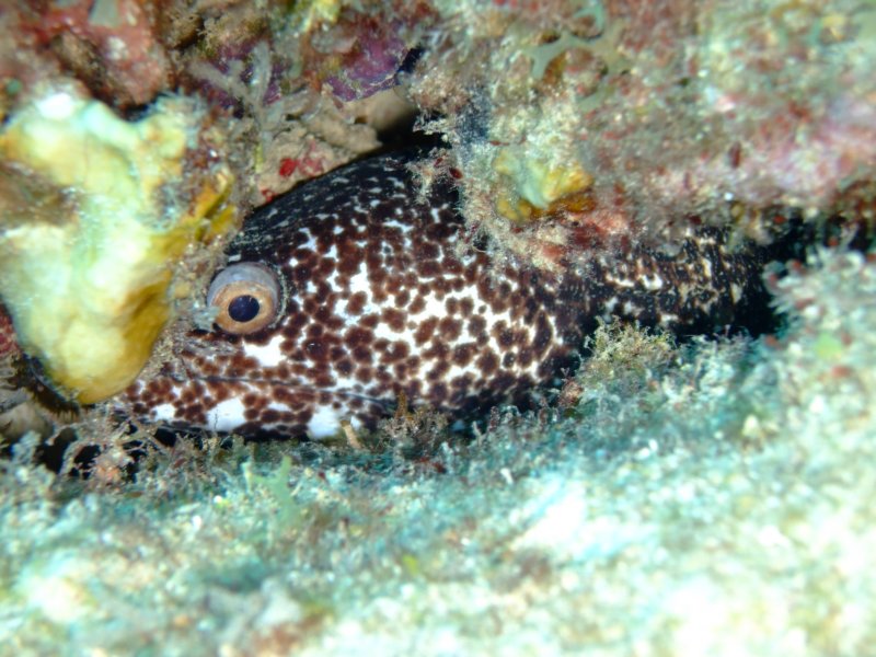 spottedmoray.jpg