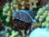 spottedmoray2_small.jpg