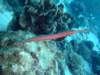 trumpetfish_small.jpg