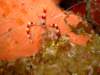 bandedcoralshrimp2_small.jpg