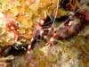 bandedcoralshrimp3_small.jpg