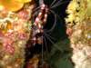 bandedcoralshrimp_small.jpg