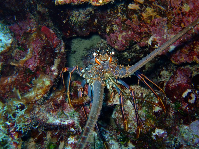 lobster2.jpg