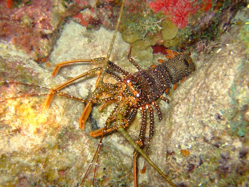 lobster5.jpg
