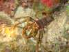 lobster5_small.jpg