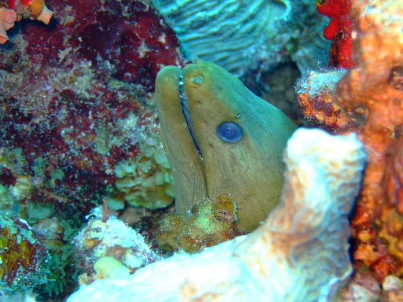 morayeel2.jpg