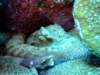 octopus5_small.jpg