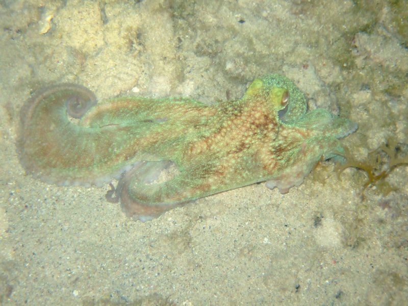 octopus8.jpg