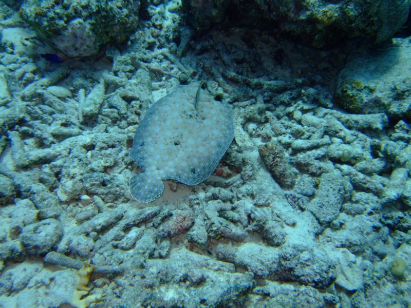 peacockflounder.jpg